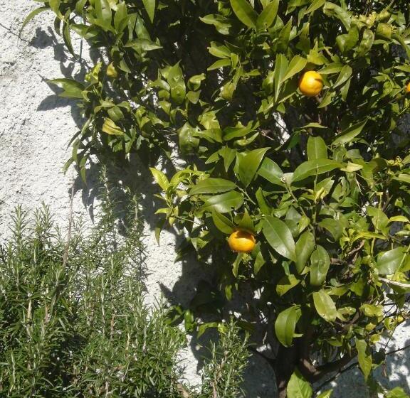 בית מלון כפרי Agriturismo Olivarancio