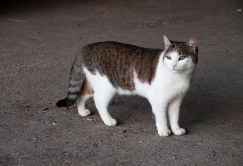 Отель App Unterhoelzlhof Chalet Anima