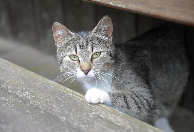 Отель Oberschupferhof