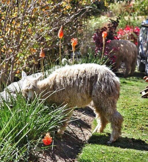 فندق Tunupa Lodge
