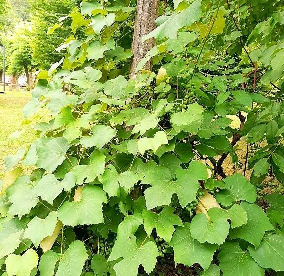 膳宿费 Da Marianna