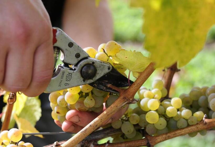 ペンション Ferienweingut Wolfgang Adamy