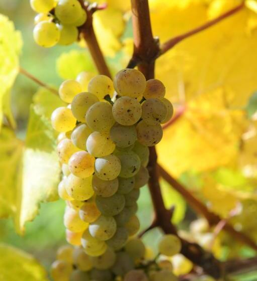 Пансион Ferienweingut Wolfgang Adamy