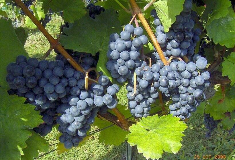 Пансион Zistler S Blaufränkischhof