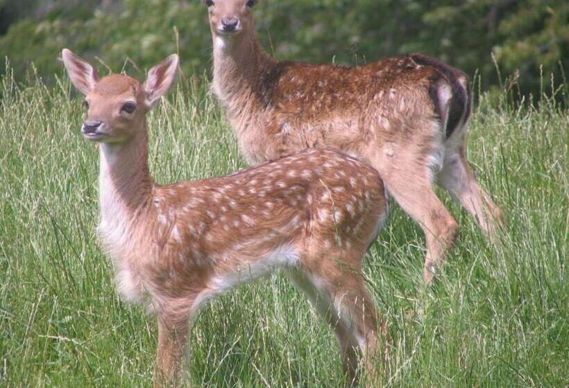 Отель Auberge Obersolberg
