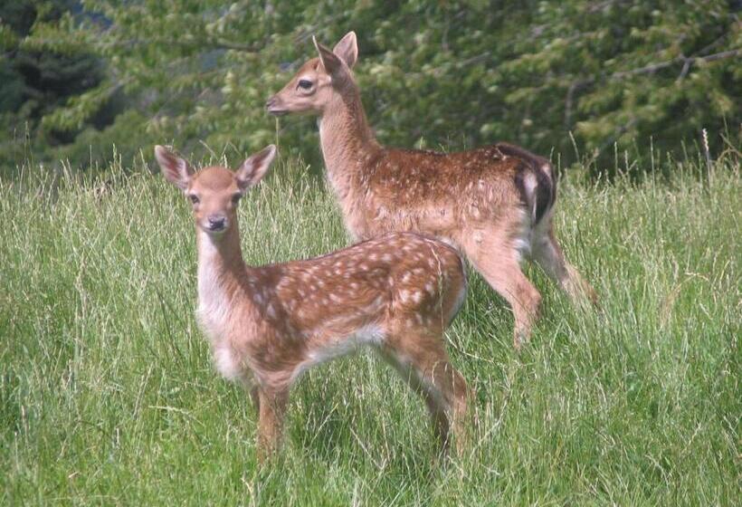 Отель Auberge Obersolberg