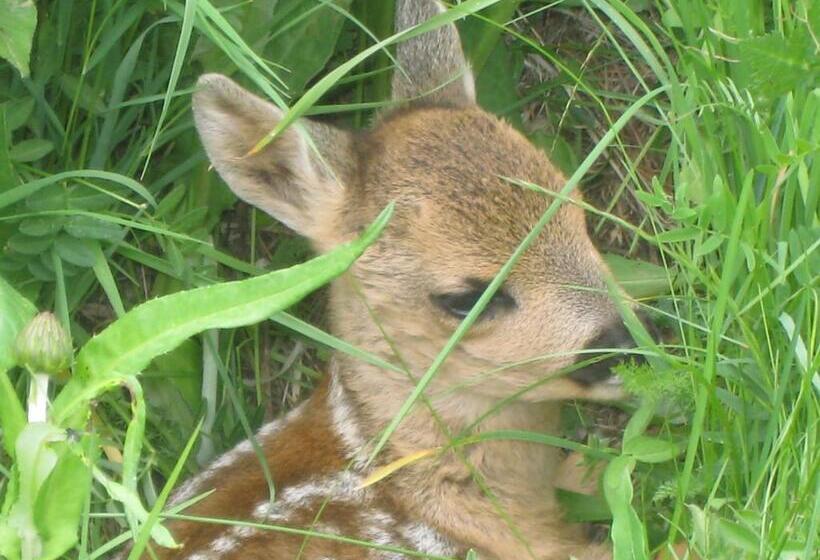 בית מלון כפרי Du Pigne