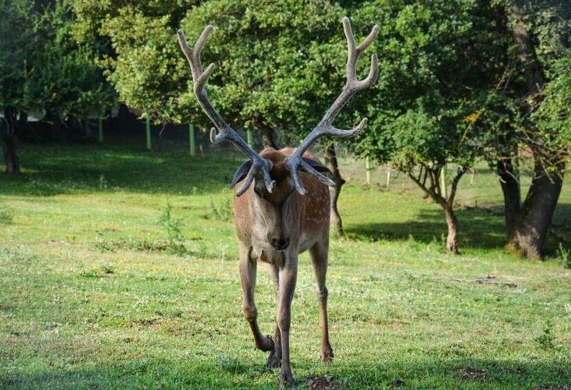 ホテル Gazelle Resort & Spa