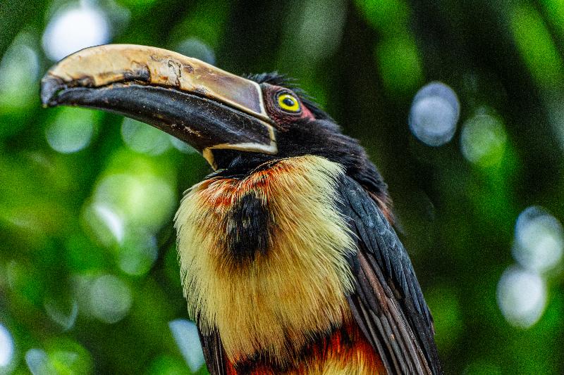 酒店 Ghl Corales De Indias