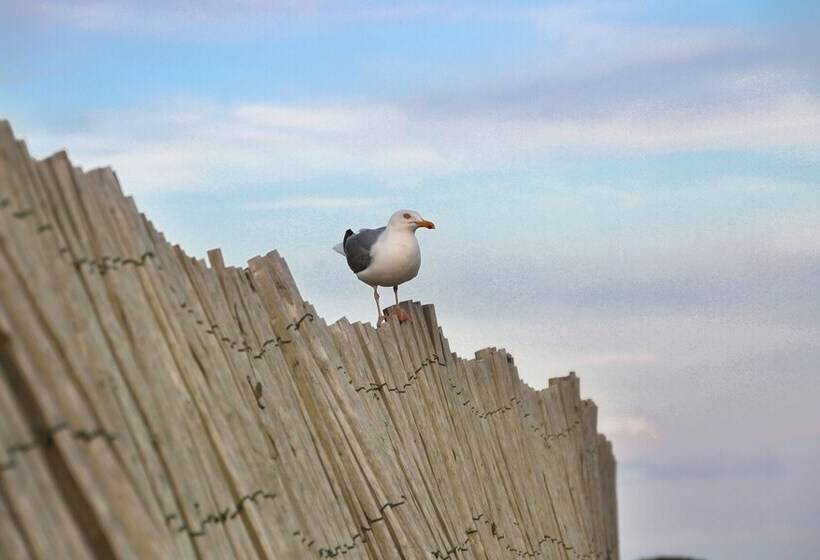 酒店 Vvf Golfe Du Morbihan Sarzeau Arzon
