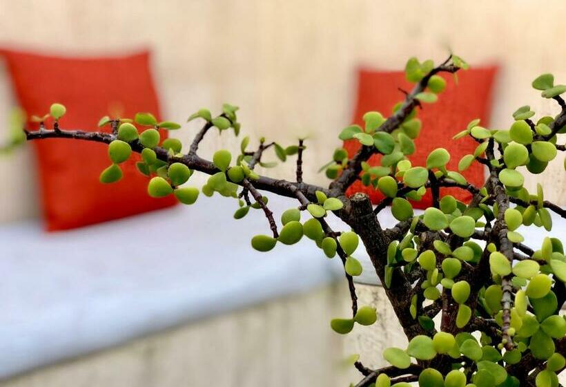 Riad Orange Cannelle