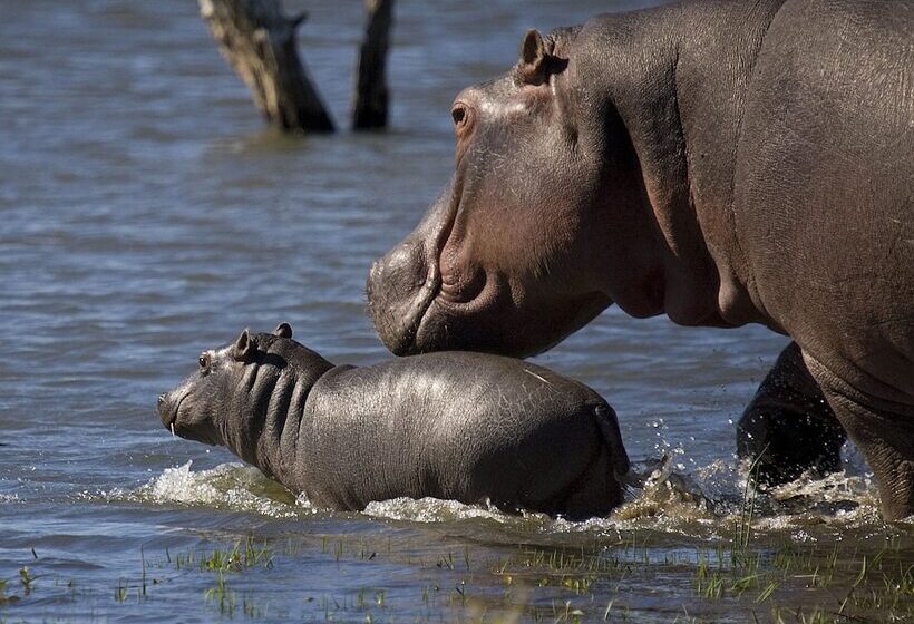酒店 Mjejane River Lodge