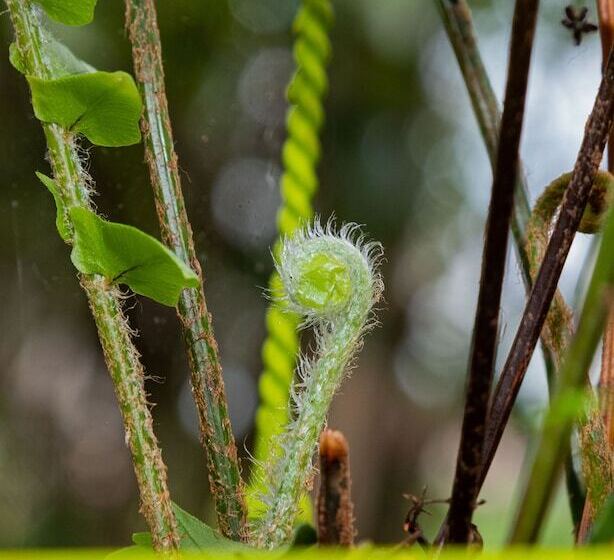 Отель Village Cataratas
