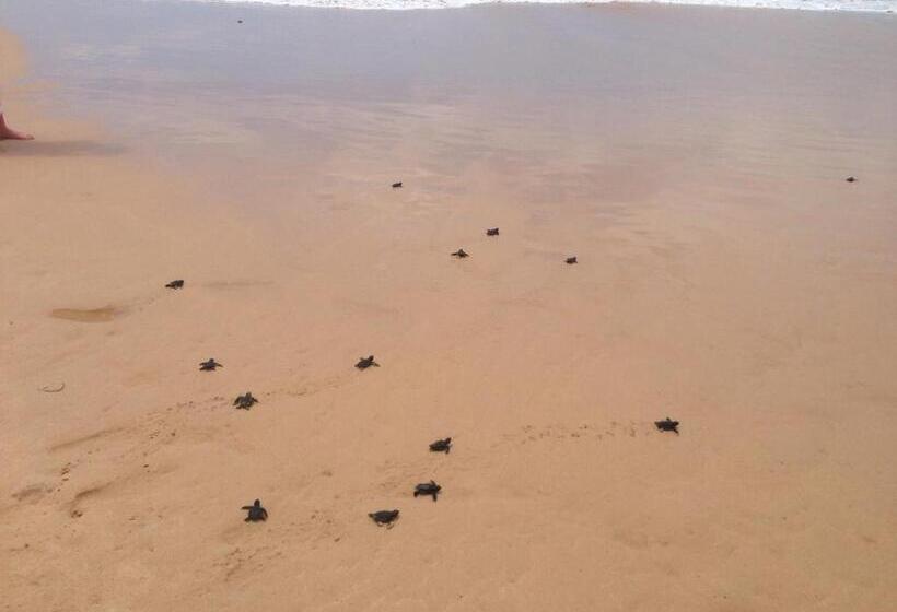 酒店 Cocobay Unawatuna