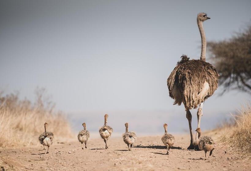 בית מלון כפרי Tala Game Reserve