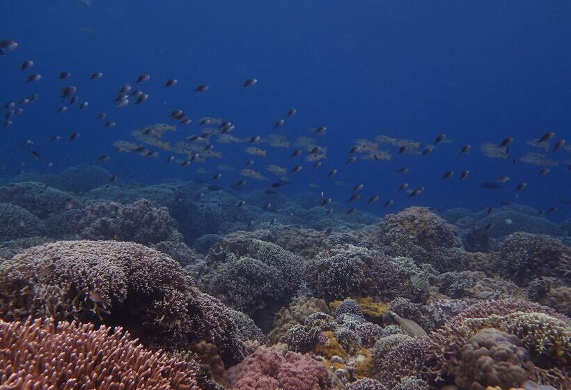 هتل Wellbeach Dive Resort