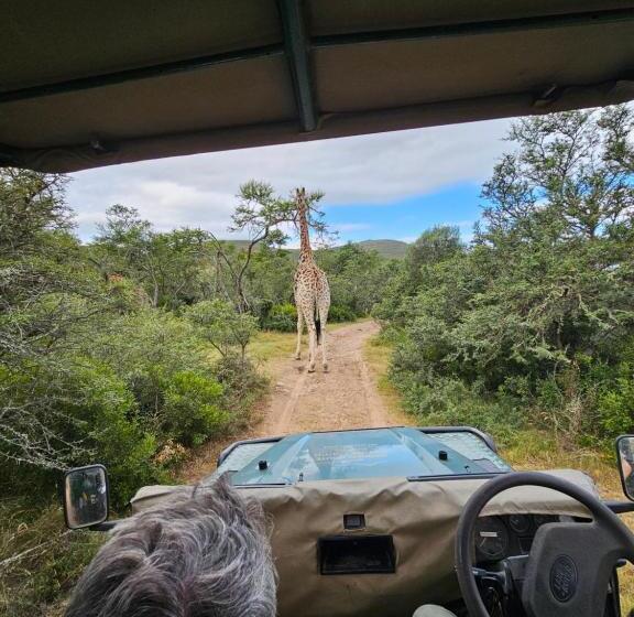 فندق Garden Route Safari Camp