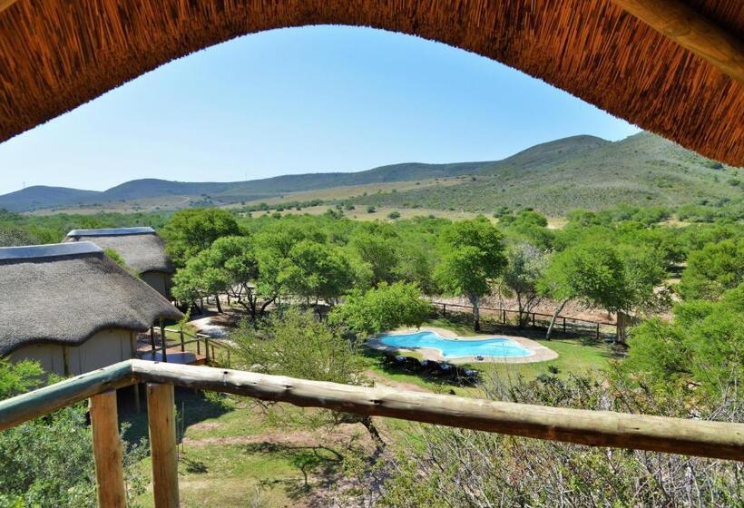 فندق Garden Route Safari Camp