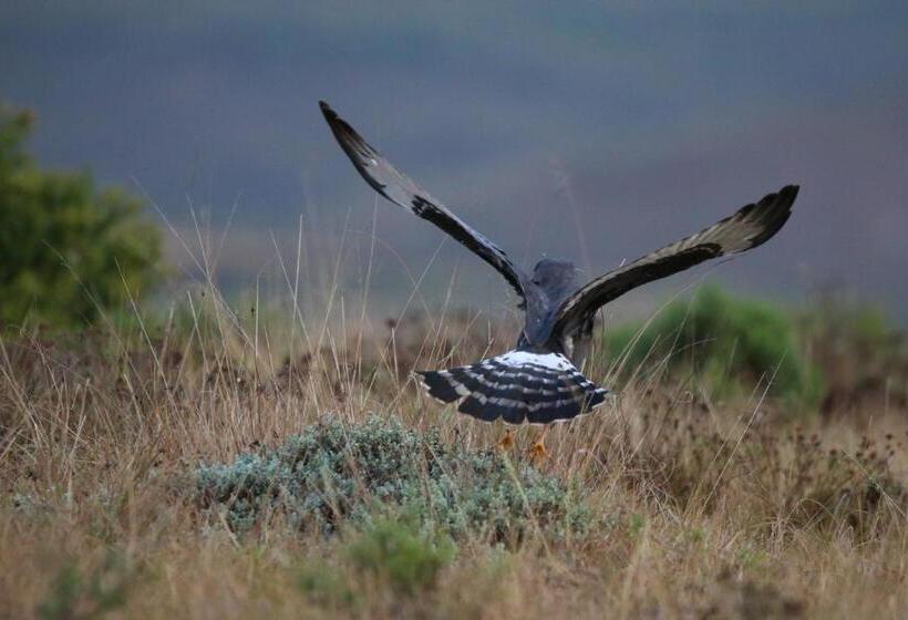 فندق Garden Route Safari Camp