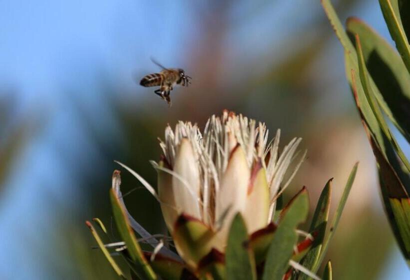 فندق Garden Route Safari Camp