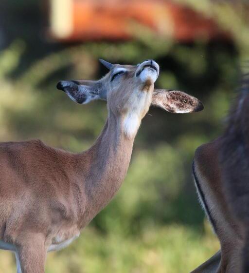 فندق Garden Route Safari Camp