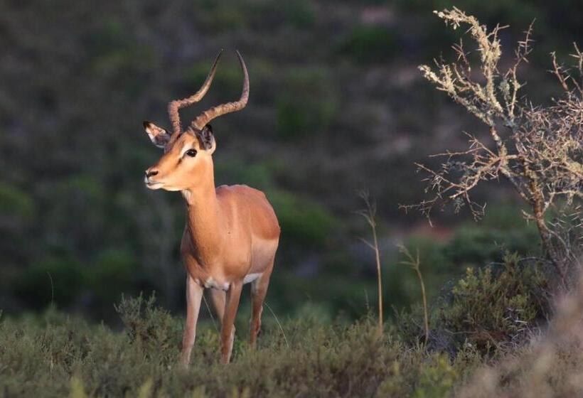 فندق Garden Route Safari Camp