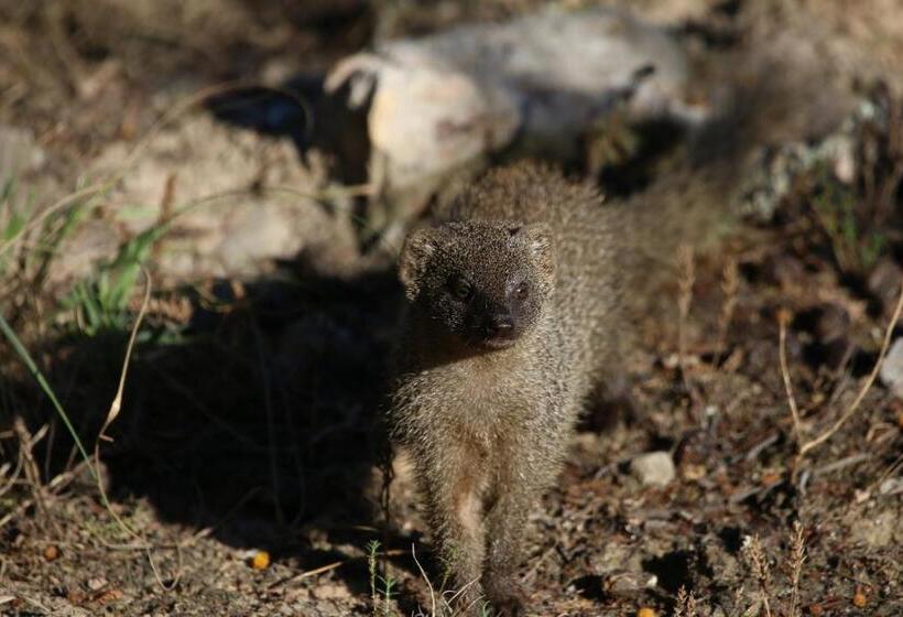 فندق Garden Route Safari Camp