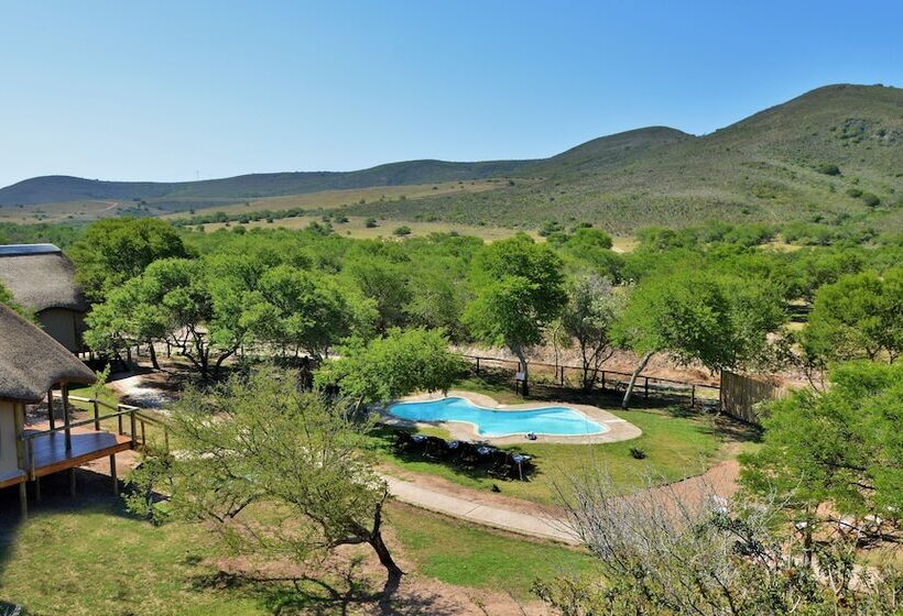 فندق Garden Route Safari Camp