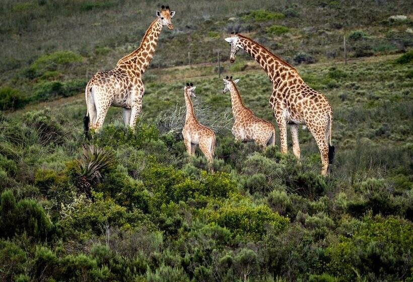 فندق Garden Route Safari Camp