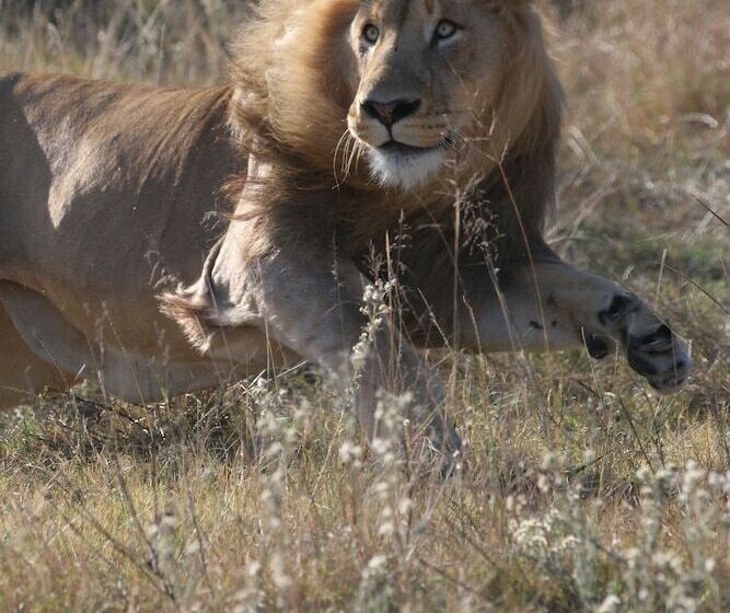 فندق Garden Route Safari Camp