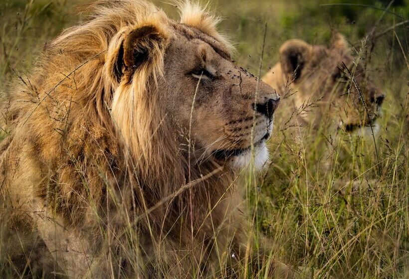 فندق Garden Route Safari Camp