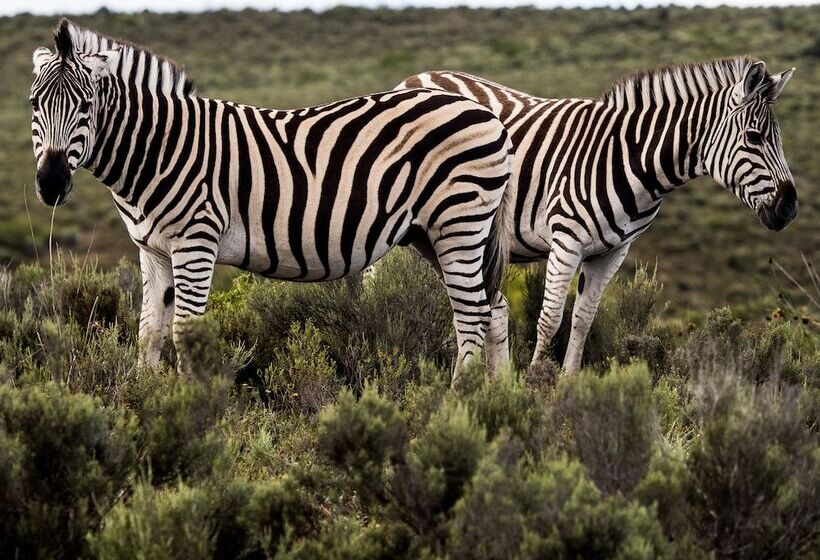 فندق Garden Route Safari Camp