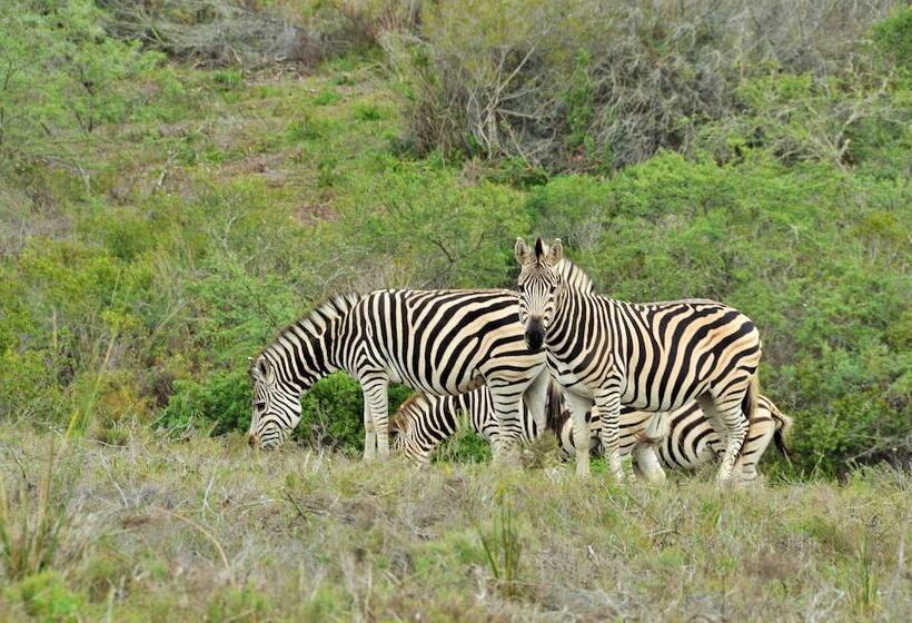 فندق Garden Route Safari Camp