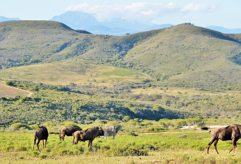 فندق Garden Route Safari Camp