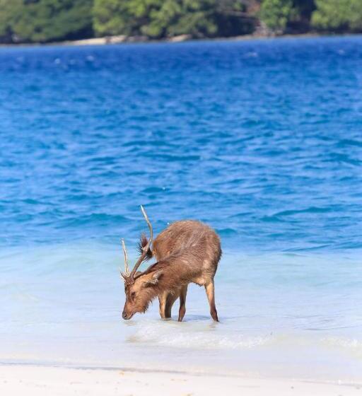 بنسيون Nikki Peucang Resort