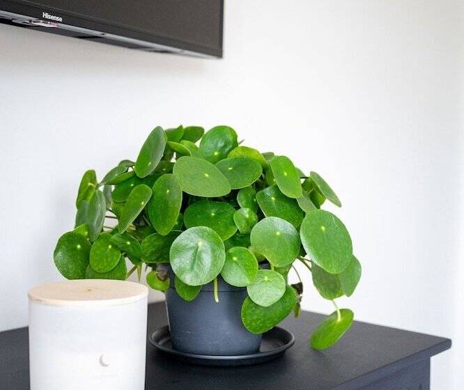 Bed and Breakfast Doghouse Margate