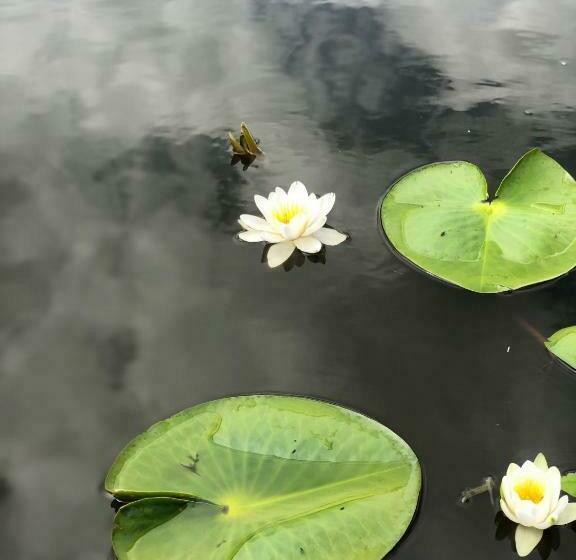 住宿加早餐  Hanul Casa Alba Fehér Ház Fogadó