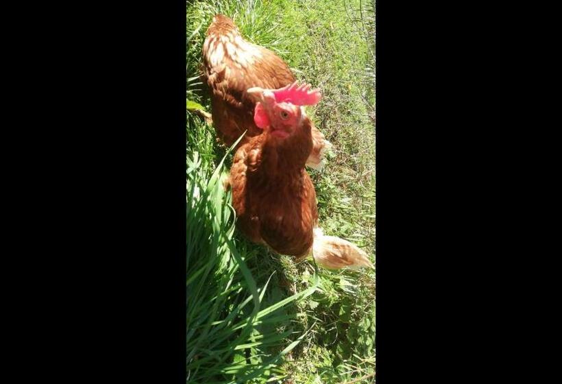 بنسيون Kaiserhaus Harald Astner Ebbs Studio 1