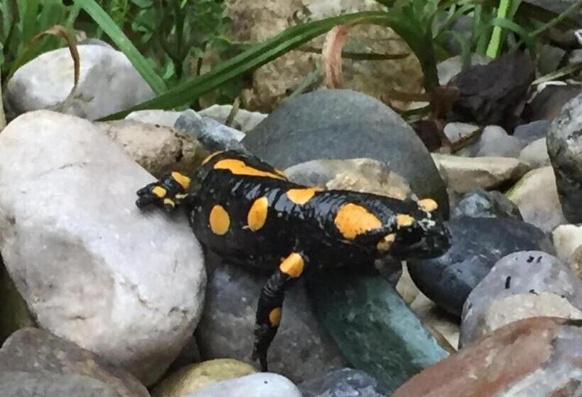 بنسيون Kaiserhaus Harald Astner Ebbs Studio 1