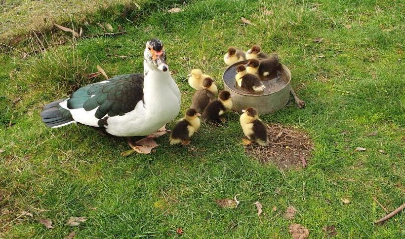 مبيت وإفطار Wanderers Cottage