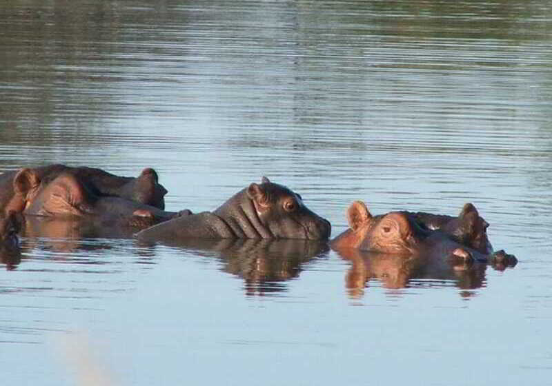 호텔 Ditholo Game Lodge