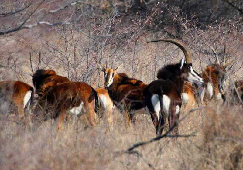 호텔 Ditholo Game Lodge