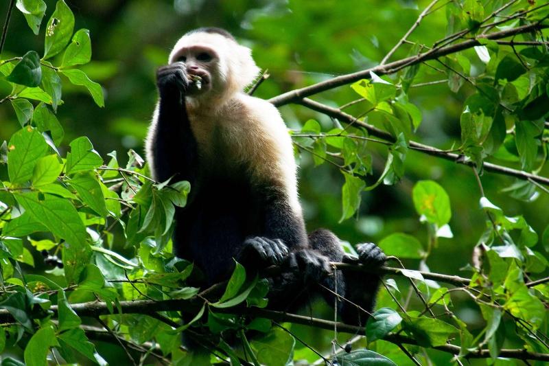 Отель Monteverde Lodge & Gardens By Boena