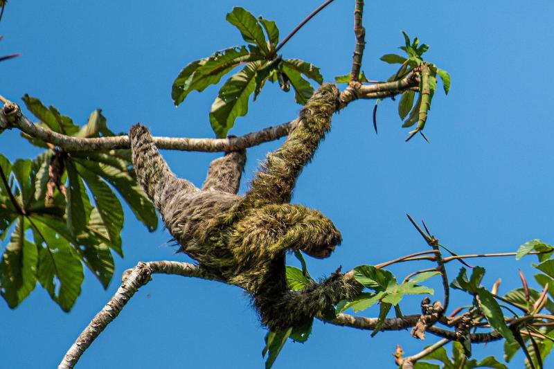 Отель Monteverde Lodge & Gardens By Boena