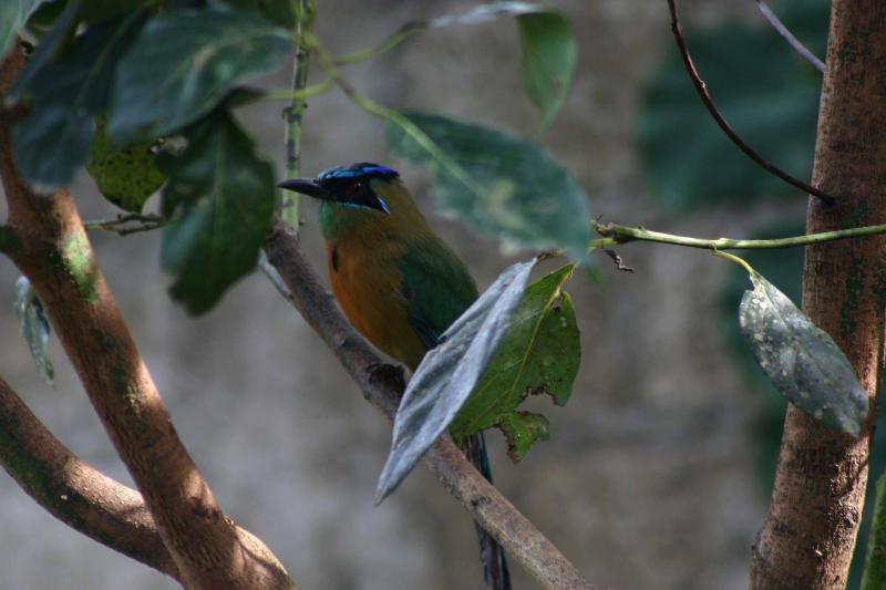 Отель Monteverde Lodge & Gardens By Boena