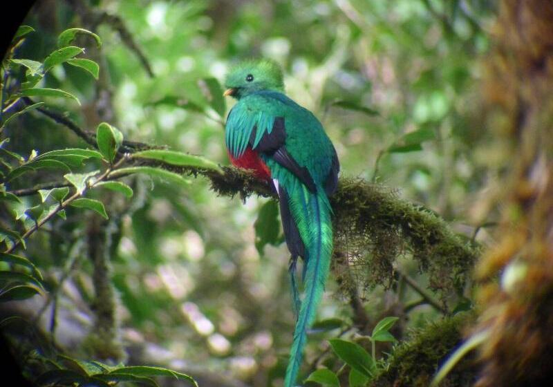 Отель Monteverde Lodge & Gardens By Boena