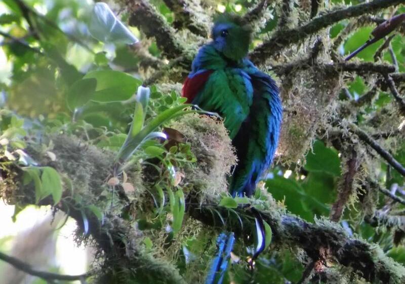 Отель Monteverde Lodge & Gardens By Boena