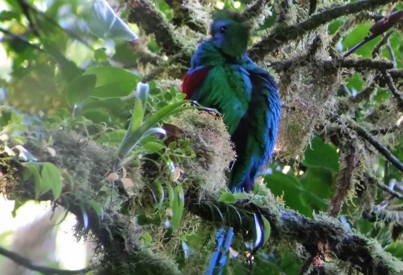 Отель Monteverde Lodge & Gardens By Boena