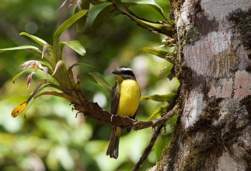 Отель Monteverde Lodge & Gardens By Boena