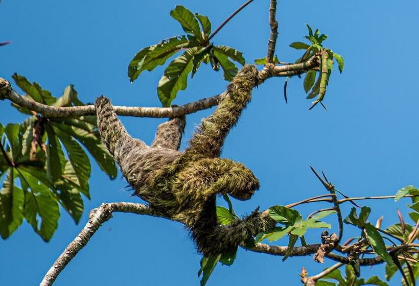 Отель Monteverde Lodge & Gardens By Boena